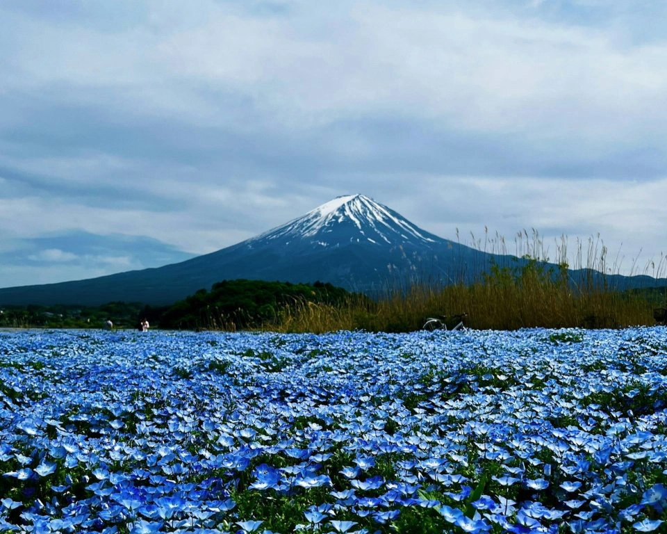 Japón Completo