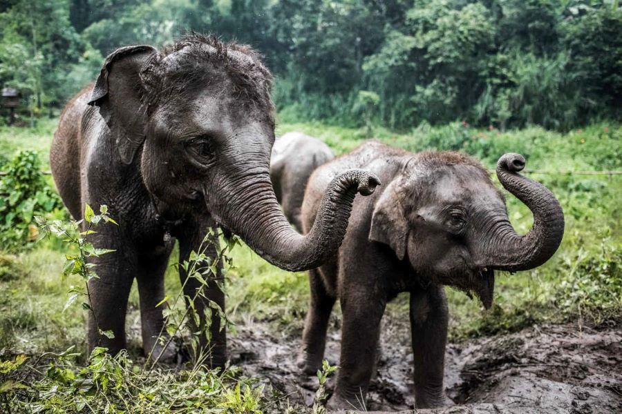 Esencias de Tailandia