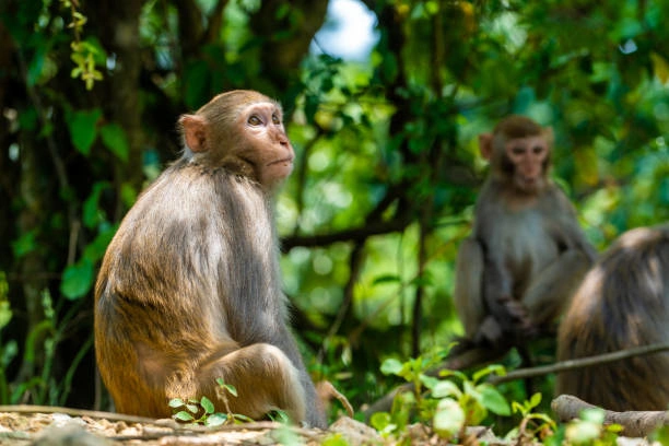 Súper Tailandia
