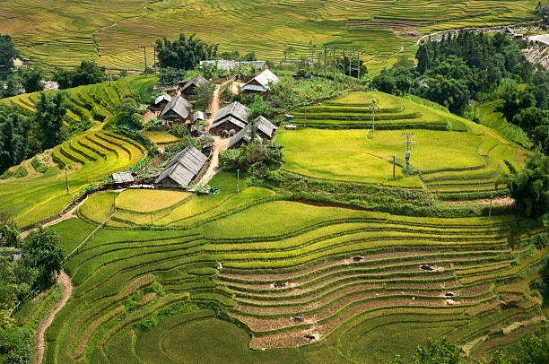 Vietnam Al Completo